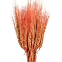 ячмень сухоцветы