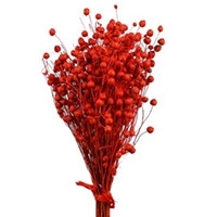 лен сухоцветы