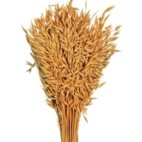 овес сухоцветы