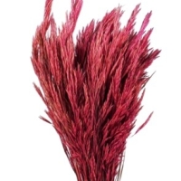 кострец сухоцветы