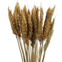 пшеница сухоцветы