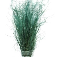 ковыль сухоцветы