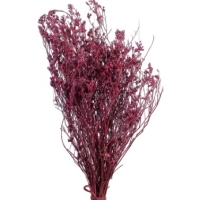 кермек сухоцветы