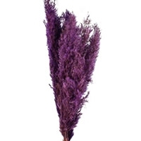 камыш сухоцветы